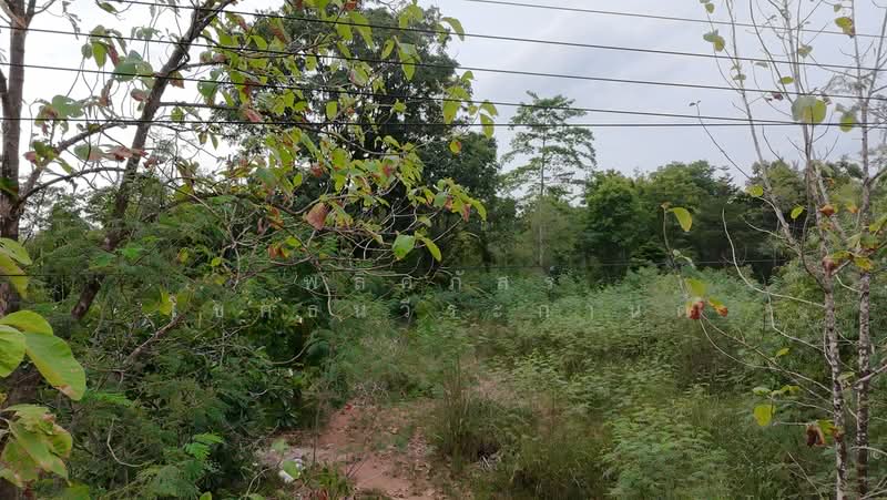 ขายที่ดินทำเลสวย ใกล้ทอสกาน่า เขาใหญ่ เพียง 10 นาที, Nakhon Ratchasima, Pong Ta Long, Pak Chong, Nakhon Ratchasima, , 3,904 sqm, Land For Sale, by พลิศภัสร์ โชคธนวีระกานต์, 500436541 - DDproperty.com
