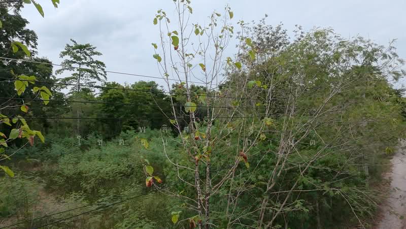 ขายที่ดินทำเลสวย ใกล้ทอสกาน่า เขาใหญ่ เพียง 10 นาที, Nakhon Ratchasima, Pong Ta Long, Pak Chong, Nakhon Ratchasima, , 3,904 sqm, Land For Sale, by พลิศภัสร์ โชคธนวีระกานต์, 500436541 - DDproperty.com