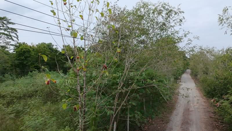 ขายที่ดินทำเลสวย ใกล้ทอสกาน่า เขาใหญ่ เพียง 10 นาที, Nakhon Ratchasima, Pong Ta Long, Pak Chong, Nakhon Ratchasima, , 3,904 sqm, Land For Sale, by พลิศภัสร์ โชคธนวีระกานต์, 500436541 - DDproperty.com