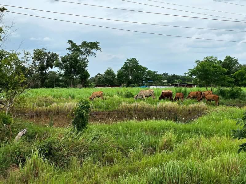 โคกกระเบื้อง, Nakhon Ratchasima, Khok Krabuang, Ban Luam, Nakhon Ratchasima, , 17,512 sqm, Land For Sale, by Nipawan Thurasuk, 500436804 - DDproperty.com