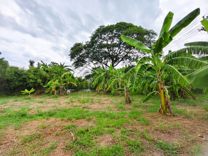ที่ดินบางบัวทอง นนทบุรี, Nonthaburi, Bang Bua Thong, Nonthaburi, , 3,204 sqm, Land For Sale, by The Best Property นุช, 500439559 - DDproperty.com