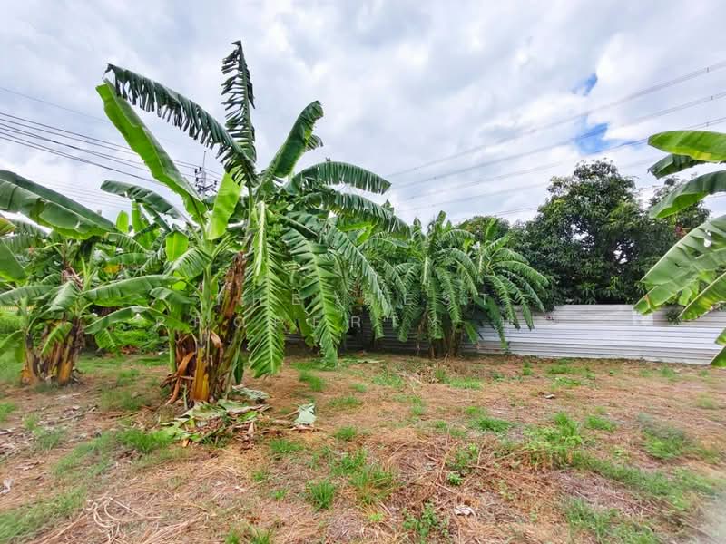 ที่ดินบางบัวทอง นนทบุรี, Nonthaburi, Bang Bua Thong, Nonthaburi, , 3,204 sqm, Land For Sale, by The Best Property นุช, 500439559 - DDproperty.com
