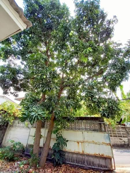 บ้านเดี่ยวบางศรีเมือง นนทบุรี, Nonthaburi, Bang Sri Muang, Muang Nonthaburi, Nonthaburi, 2 Bedrooms, 150 sqm, Single Detached House For Sale, by The Best Property น้ำตาล, 500439664 - DDproperty.com