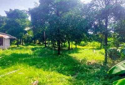ขาย - ที่ดินคลองนารายณ์ จันทบุรี, จันทบุรี