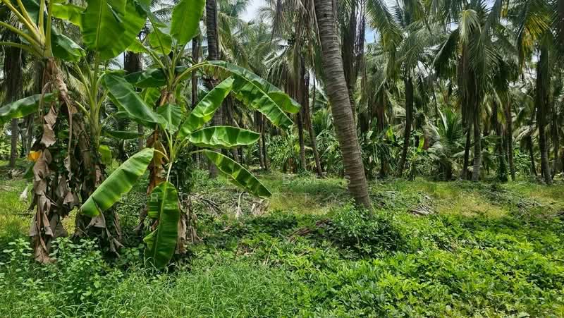 ที่ดินบางป่า ราชบุรี, Ratchaburi, Bang Pa, Muang Ratchaburi, Ratchaburi, , 1,137 sqm, Land For Sale, by The Best Property นุ๊บ, 500440037 - DDproperty.com