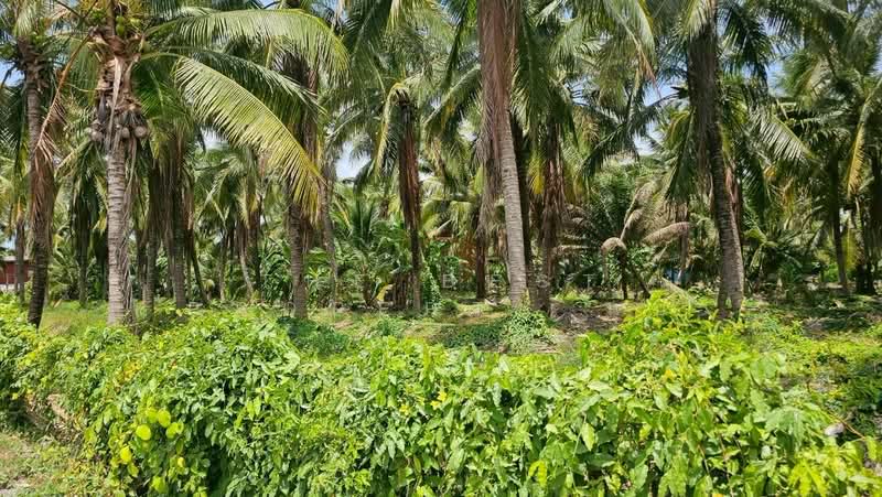 ที่ดินบางป่า ราชบุรี, Ratchaburi, Bang Pa, Muang Ratchaburi, Ratchaburi, , 1,137 sqm, Land For Sale, by The Best Property นุ๊บ, 500440037 - DDproperty.com