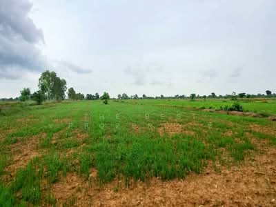 ขาย - ที่ดินทับคล้อ พิจิตร, พิจิตร