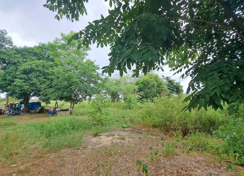 ที่ดินทับคล้อ พิจิตร, Phichit, Kao Chet Luk, Thap Khlo, Phichit, , 57,392 sqm, Land For Sale, by The Best Property ซี, 500440096 - DDproperty.com