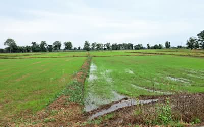 ขาย - ที่ดินเนินมะปราง พิษณุโลก, พิษณุโลก