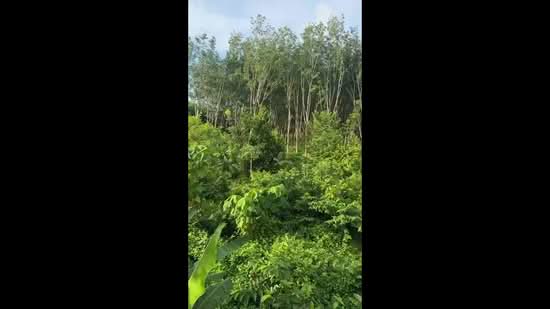 A plot of land measuring 18 rai located along a four-lane road in Pa Khlok, Thalang, Phuket, Phuket, Pa Khlok, Thalang, Phuket, , 29,080 sqm, Land For Sale, by Pawarisa Shanivet, 500440363 - DDproperty.com