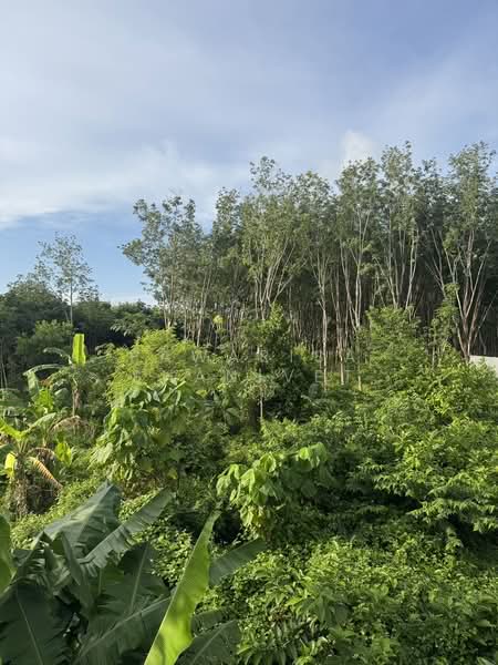 A plot of land measuring 18 rai located along a four-lane road in Pa Khlok, Thalang, Phuket, Phuket, Pa Khlok, Thalang, Phuket, , 29,080 sqm, Land For Sale, by Pawarisa Shanivet, 500440363 - DDproperty.com