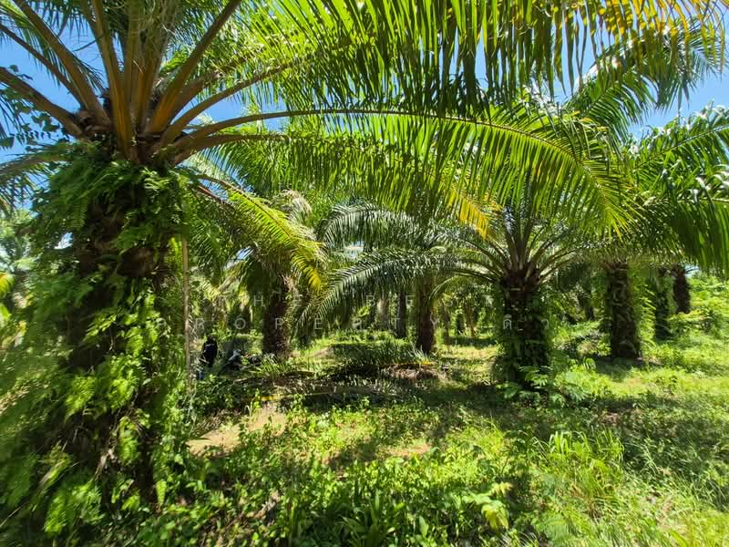 ที่ดินดอนสัก สุราษฎร์ธานี, สุราษฎร์ธานี, ดอนสัก, สุราษฎร์ธานี, 4,820 ตร.ม., ที่ดิน ขาย, โดย The Best Property ดิว, 500440370 - DDproperty.com