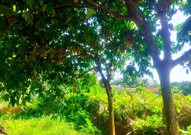 ที่ดินคลองนารายณ์ จันทบุรี, จันทบุรี, คลองนารายณ์, เมืองจันทบุรี, จันทบุรี, 1,158 ตร.ม., ที่ดิน ขาย, โดย The Best Property แมว, 500440490 - DDproperty.com