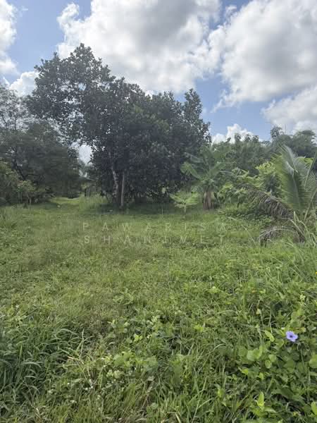 Land for sale near Botanica Thalang project, Phuket, 12 rai, Phuket, Thep Krasattri, Thalang, Phuket, , 19,200 sqm, Land For Sale, by Pawarisa Shanivet, 500440515 - DDproperty.com
