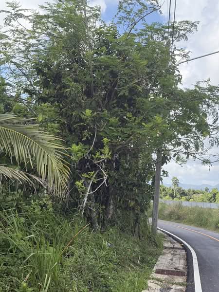 Land for sale near Botanica Thalang project, Phuket, 12 rai, Phuket, Thep Krasattri, Thalang, Phuket, , 19,200 sqm, Land For Sale, by Pawarisa Shanivet, 500440515 - DDproperty.com
