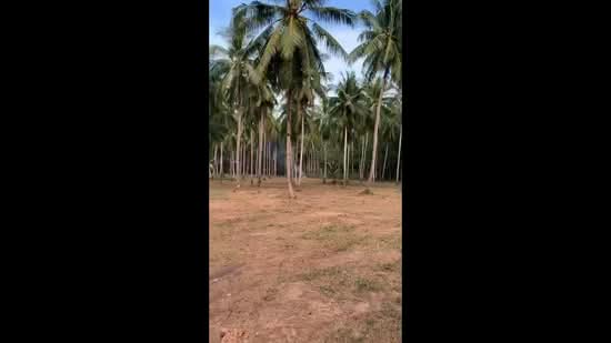 12 rai of land on Koh Yao Yai, Phang Nga Province, Phangnga, Phru Nai, Ko Yao, Phangnga, , 19,404 sqm, Land For Sale, by Pawarisa Shanivet, 500440561 - DDproperty.com