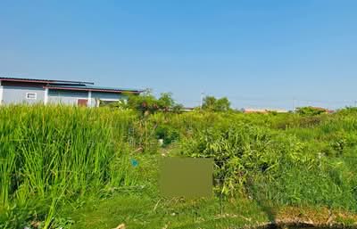 ขาย - ที่ดินบ้านบ่อ สมุทรสาคร, สมุทรสาคร