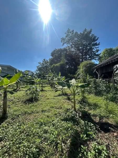 Don Kaeo, Mae Rim, Chiangmai, Chiang Mai, Don Kaeo, Mae Rim, Chiang Mai, , 472 sqm, Land For Sale, by Best Choice Property, 500442860 - DDproperty.com