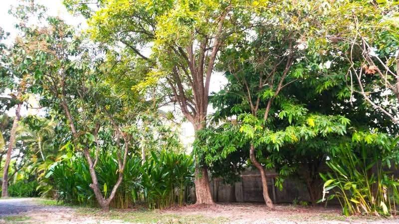 A single storey house for rent at saraphi area : ให้เช่าบ้าน แถวหนองผึ้ง อ.สารภี จ.เชียงใหม่, เชียงใหม่, หนองผึ้ง, สารภี, เชียงใหม่, 160 ตร.ม., บ้านเดี่ยว ให้เช่า, โดย คุณ ธีรชาติ, 500443285 - DDproperty.com