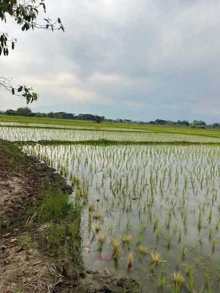 ที่ดินแม่ริม, เชียงใหม่, สันโป่ง, แม่ริม, เชียงใหม่, 80,588 ตร.ม., ที่ดิน ขาย, โดย Shori Asset Group Co., Ltd., 500444986 - DDproperty.com