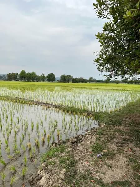 Mae Rim land, Chiang Mai, San Pong, Mae Rim, Chiang Mai, , 80,588 sqm, Land For Sale, by Shori Asset Group Co., Ltd., 500444986 - DDproperty.com