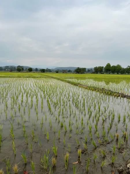 ที่ดินแม่ริม, เชียงใหม่, สันโป่ง, แม่ริม, เชียงใหม่, 80,588 ตร.ม., ที่ดิน ขาย, โดย Shori Asset Group Co., Ltd., 500444986 - DDproperty.com