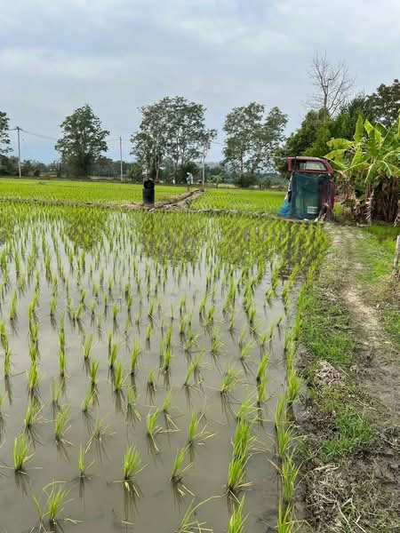 Mae Rim land, Chiang Mai, San Pong, Mae Rim, Chiang Mai, , 80,588 sqm, Land For Sale, by Shori Asset Group Co., Ltd., 500444986 - DDproperty.com