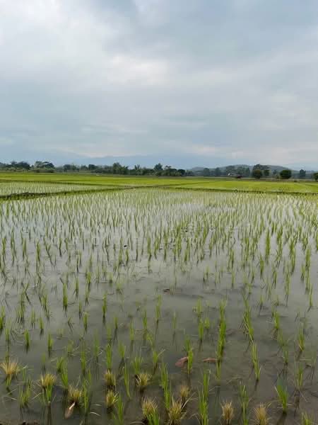 ที่ดินแม่ริม, เชียงใหม่, สันโป่ง, แม่ริม, เชียงใหม่, 80,588 ตร.ม., ที่ดิน ขาย, โดย Shori Asset Group Co., Ltd., 500444986 - DDproperty.com