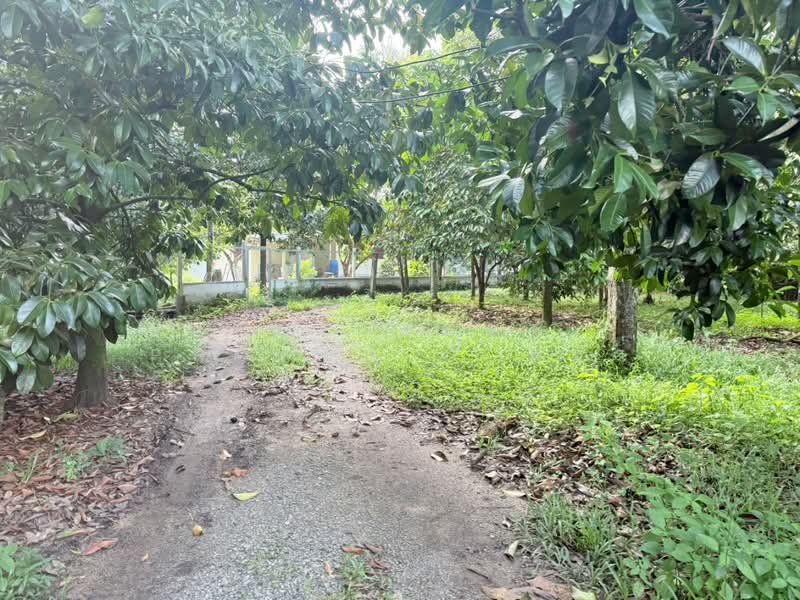 ที่ดินพร้อมสวนผลไม้พลับพลา จันทบุรี, จันทบุรี, พลับพลา, เมืองจันทบุรี, จันทบุรี, 8,060 ตร.ม., ที่ดิน ขาย, โดย The Best Property แมว, 500444997 - DDproperty.com
