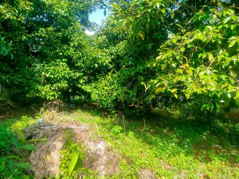ที่ดินพร้อมสวนผลไม้พลับพลา จันทบุรี, จันทบุรี, พลับพลา, เมืองจันทบุรี, จันทบุรี, 8,060 ตร.ม., ที่ดิน ขาย, โดย The Best Property แมว, 500444997 - DDproperty.com