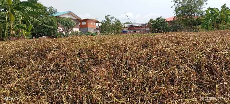 ที่ดินหนองบัว นครสวรรค์, นครสวรรค์, หนองกลับ, หนองบัว, นครสวรรค์, 1,900 ตร.ม., ที่ดิน ขาย, โดย The Best Property   เบ็นซ์, 500446523 - DDproperty.com