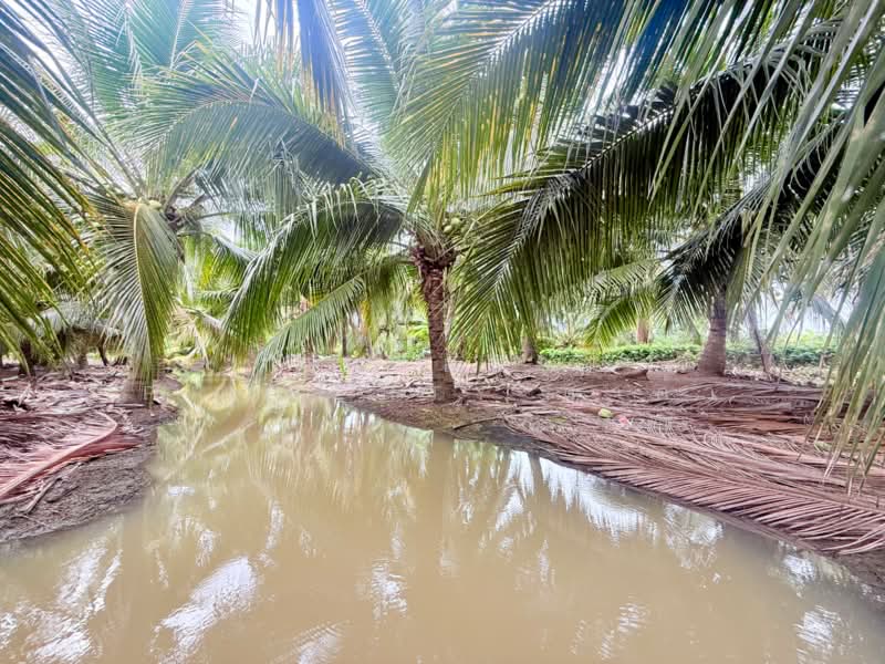 ที่ดินบ้านเกาะ สมุทรสาคร, Samut Sakhon, Ban Ko, Muang Samut Sakhon, Samut Sakhon, , 8,340 sqm, Land For Sale, by The Best Property ดาด้า, 500446708 - DDproperty.com