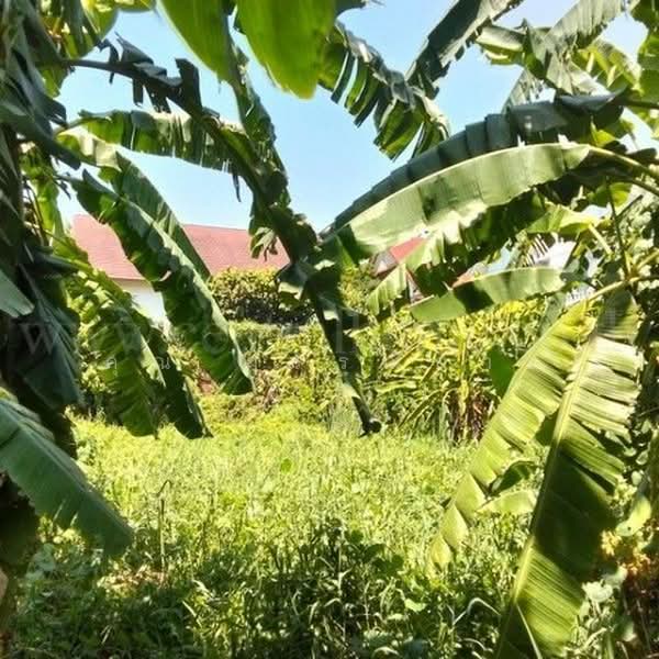ร่วมใจพัฒนา, นนทบุรี, นครอินทร์, บางขุนกอง, บางกรวย, นนทบุรี, 1,388 ตร.ม., ที่ดิน ขาย, โดย คุณ กรรณิการ์ ( เอ๋ ), 500447545 - DDproperty.com