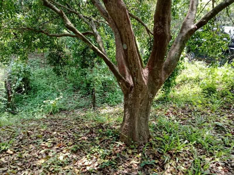 สวนมะยงชิดทูลเกล้า 10ปี เก็บเกี่ยวได้ทันที, Nakhon Nayok, Khok Kruat, Pak Phli, Nakhon Nayok, , 7,416 sqm, Land For Sale, by NTG Property House Co.,Ltd., 500448620 - DDproperty.com