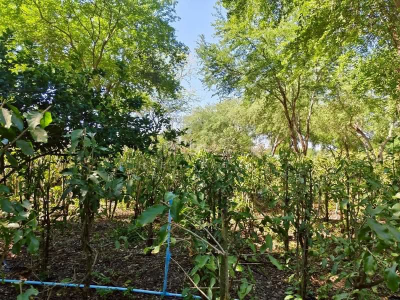 ที่ดินบ้านหมอ สระบุรี, สระบุรี, หนองบัว, บ้านหมอ, สระบุรี, 3,983 ตร.ม., ที่ดิน ขาย, โดย The Best Property เป้, 500448662 - DDproperty.com