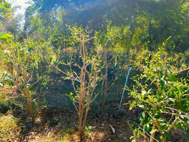 ที่ดินบ้านหมอ สระบุรี, Saraburi, Nong Bua, Ban Mo, Saraburi, , 3,983 sqm, Land For Sale, by The Best Property เป้, 500448662 - DDproperty.com