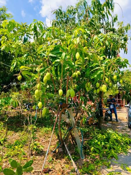 ที่ดินบ้านหมอ สระบุรี, Saraburi, Nong Bua, Ban Mo, Saraburi, , 3,983 sqm, Land For Sale, by The Best Property เป้, 500448662 - DDproperty.com