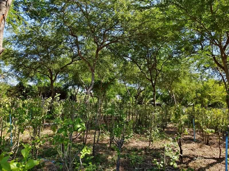 ที่ดินบ้านหมอ สระบุรี, Saraburi, Nong Bua, Ban Mo, Saraburi, , 3,983 sqm, Land For Sale, by The Best Property เป้, 500448662 - DDproperty.com
