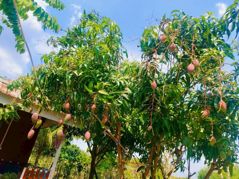 ที่ดินบ้านหมอ สระบุรี, Saraburi, Nong Bua, Ban Mo, Saraburi, , 3,983 sqm, Land For Sale, by The Best Property เป้, 500448662 - DDproperty.com