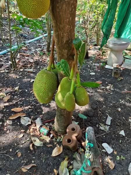 ที่ดินบ้านหมอ สระบุรี, สระบุรี, หนองบัว, บ้านหมอ, สระบุรี, 3,983 ตร.ม., ที่ดิน ขาย, โดย The Best Property เป้, 500448662 - DDproperty.com