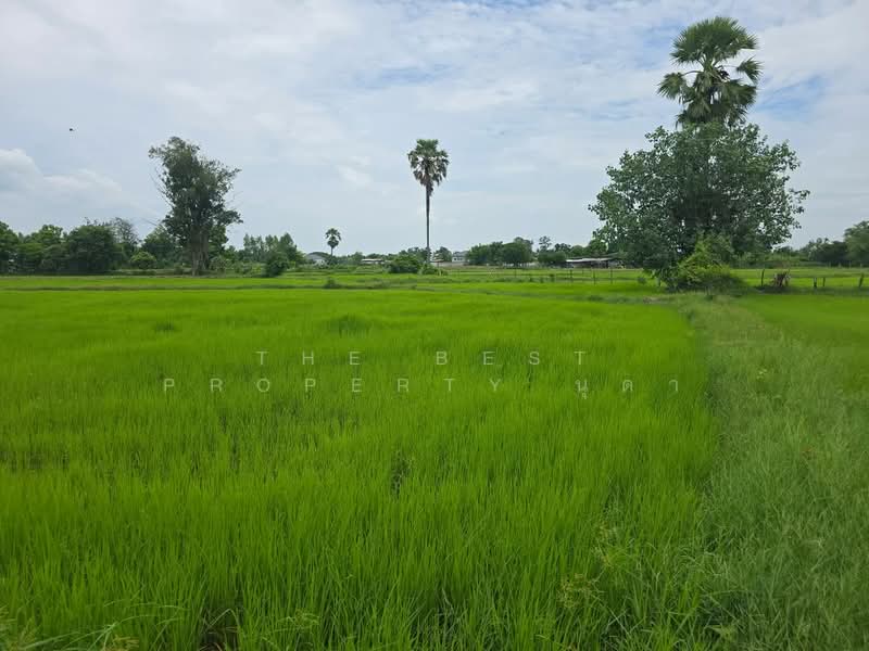 ที่ดินโพธิ์ ศรีสะเกษ, Si Sa Ket, Pho, Muang Si Sa Ket, Si Sa Ket, , 2,776 sqm, Land For Sale, by The Best Property นุดา, 500448746 - DDproperty.com