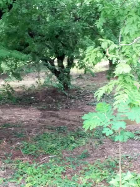 ที่ดินชนแดน เพชรบูรณ์, Phetchabun, Dong Khui, Chon Daen, Phetchabun, , 16,000 sqm, Land For Sale, by The Best Property เล็ก, 500449005 - DDproperty.com