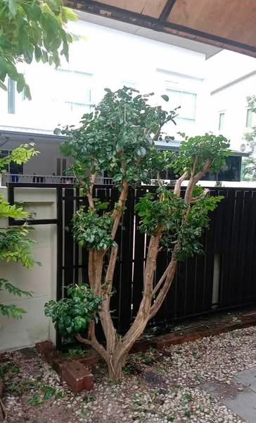ให้เช่าบ้านแฝด ม.คาซ่าแกรนด์ สวนเสือ ศรีราชา, Chon Buri (Pattaya), Surasak, Si Racha, Chon Buri (Pattaya), 3 Bedrooms, 150 sqm, Semi-Detached House (Twin House) For Rent, by Dusit Saengfa, 500449179 - DDproperty.com