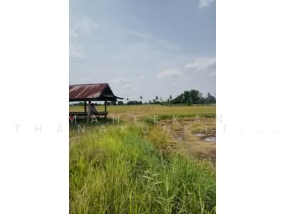 ขาย - ขายที่ดินบ้านหาดคำราคาถูก อ.เมืองหนองคาย, หนองคาย