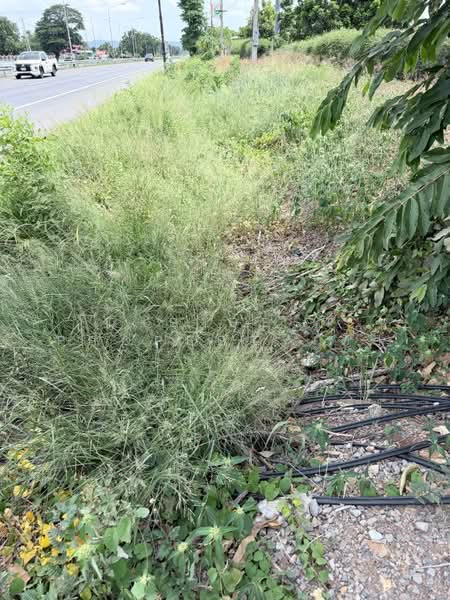 ที่ดินพัฒนานิคม ลพบุรี, Lop Buri, Khok Salung, Phatthana Nikhom, Lop Buri, , 24,216 sqm, Land For Sale, by The Best Property ติ๊ก, 500449638 - DDproperty.com