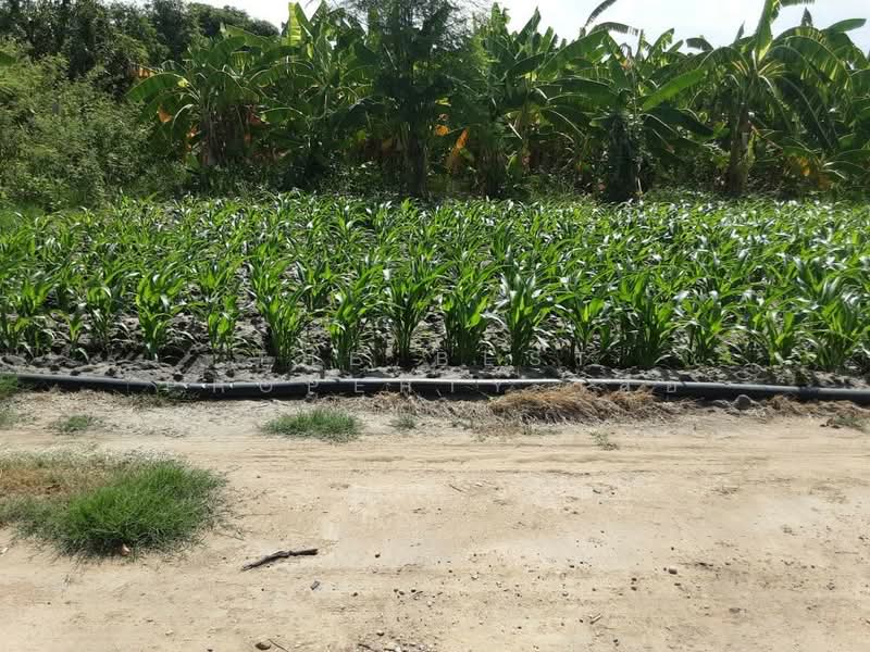 ที่ดินท่ามะกา กาญจนบุรี, Kanchanaburi, U Lok Si Mun, Tha Maka, Kanchanaburi, , 8,800 sqm, Land For Sale, by The Best Property เสือ, 500449640 - DDproperty.com