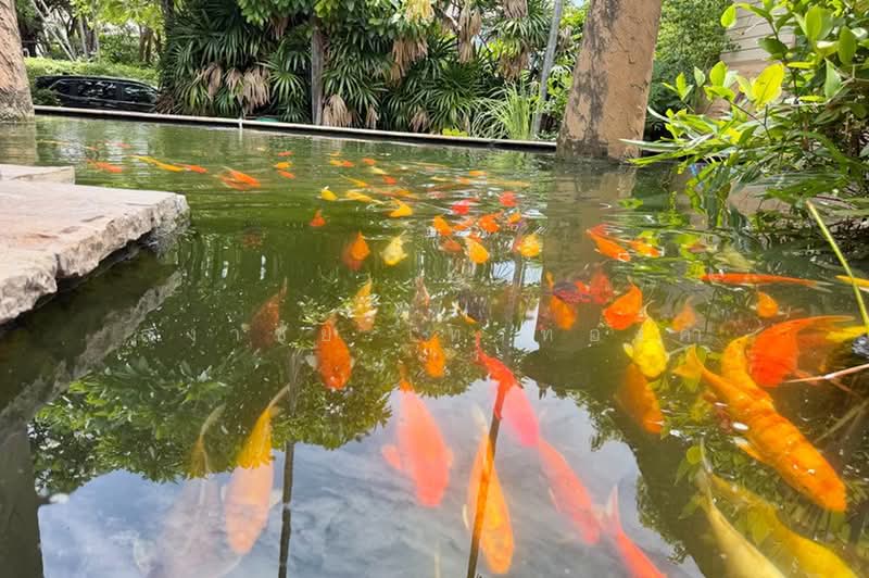 Siritavara Ekkamai-Ramintra : สิริทาวารา เอกมัย-รามอินทรา, กรุงเทพ, 259 ถ. ประดิษฐ์มนูธรรม, ลาดพร้าว, กรุงเทพ, 395 ตร.ม., บ้านเดี่ยว ขาย, โดย สง่าชัย ไทรทองคำ, 500450386 - DDproperty.com