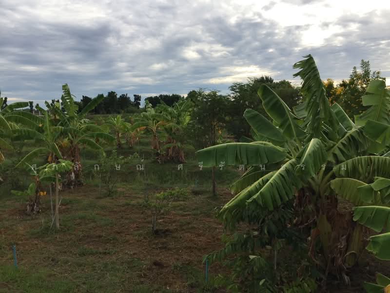 ขายที่ดินพร้อมบ้านพัก2หลังติดถนนใหญ่, Ang Thong, 4004, Talat Mai, Wiset Chaichan, Ang Thong, , 14,136 sqm, Land For Sale, by ศุภลักษณ์ ศรีรัตนธรรม, 500451579 - DDproperty.com