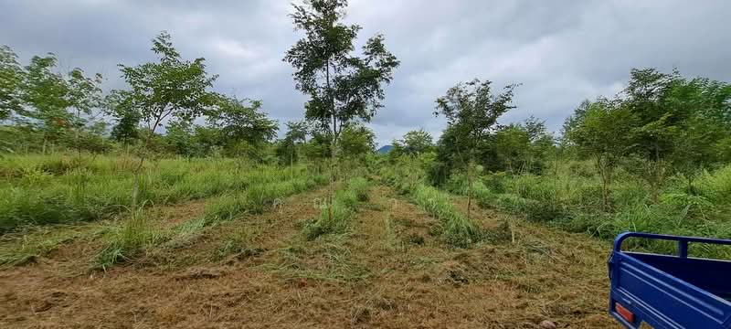 Rosewood Plantation with House for Sale – 7 Rai 3 Ngan 54 Sq. Wah, Suan Phueng, Ratchaburi, Pa Wai, Suan Phung, Ratchaburi, , 12,616 sqm, Land For Sale, by คุณ วา, 500451611 - DDproperty.com
