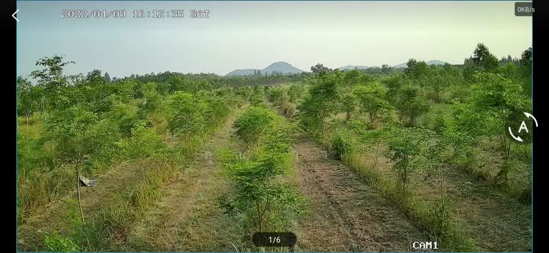 ขายสวนไม้พะยูงพร้อมบ้าน สวนผึ้ง ราชบุรี 7 ไร่ 3 งาน 54 ตร.ว. โฉนดครุฑแดง เจ้าของขายเอง, ราชบุรี, ป่าหวาย, สวนผึ้ง, ราชบุรี, 12,616 ตร.ม., ที่ดิน ขาย, โดย คุณ วา, 500451611 - DDproperty.com